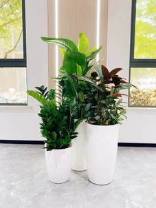 江北盆景租赁价格